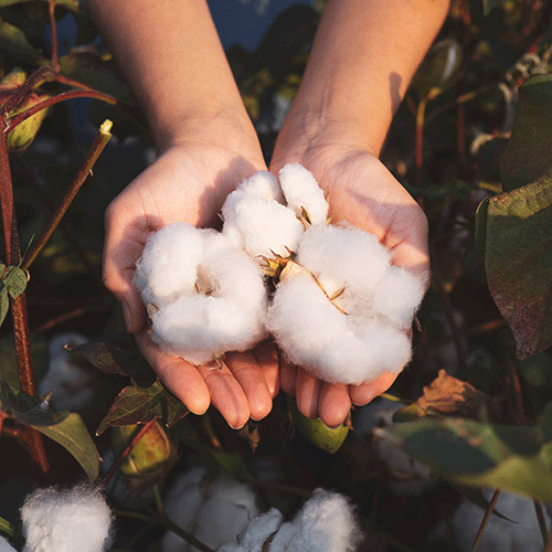 Non-GMO and organic cotton testing