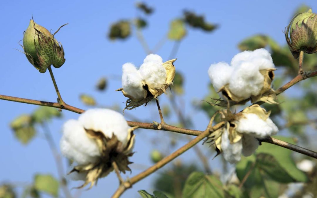 Eurofins launches cotton origin verification testing service