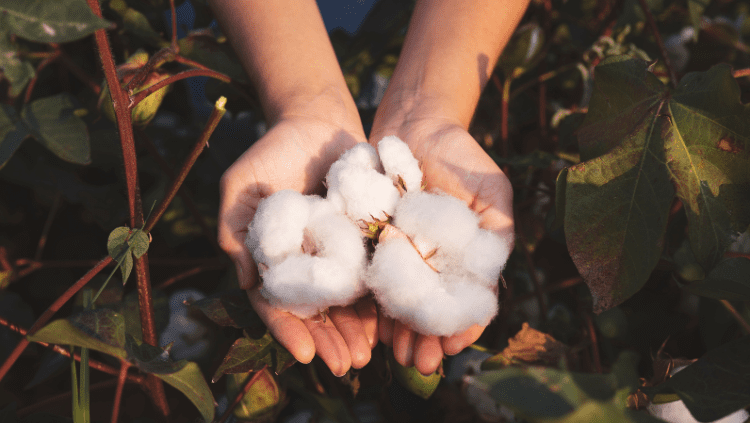 A new approach to cotton origin verification testing