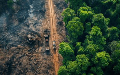EU Deforestation Regulation: Requirements, scope, and responses