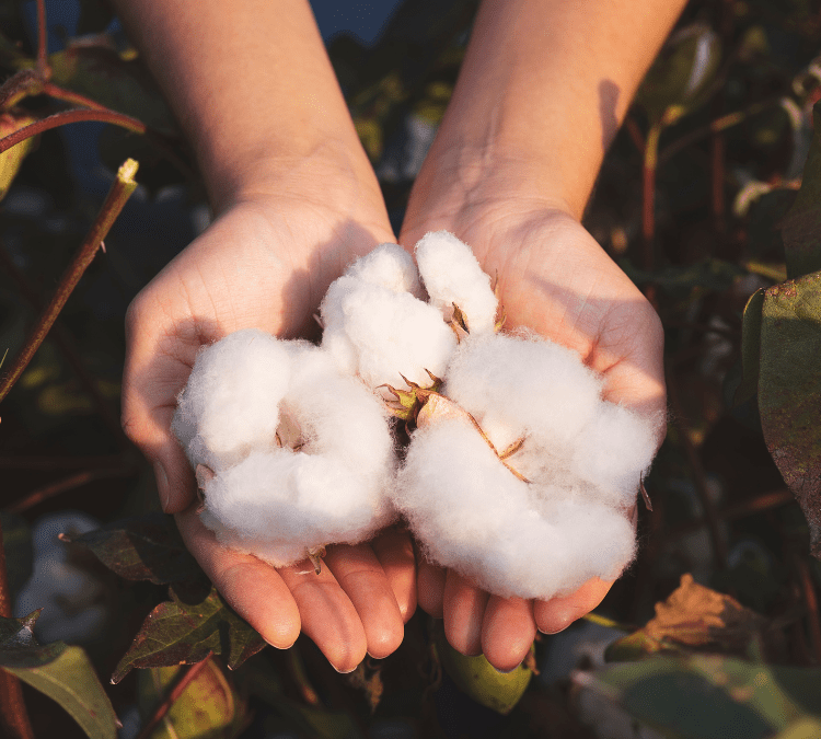 Importance of cotton origin verification in supply chain concerns