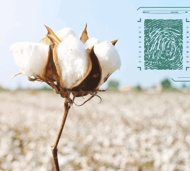 Tracing Threads: A new approach to verify cotton origin