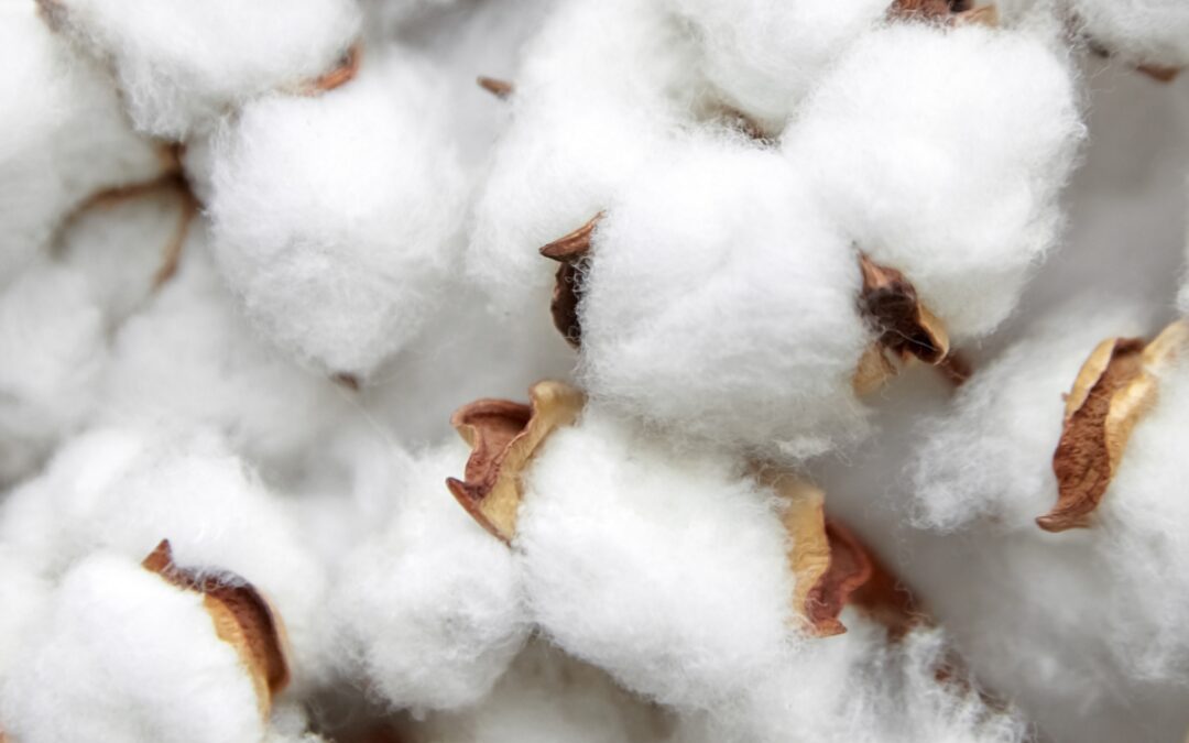 Cotton Traceability: From Claims to Evidence