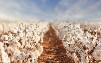 How Isotopic Testing Verifies the Origin of Cotton