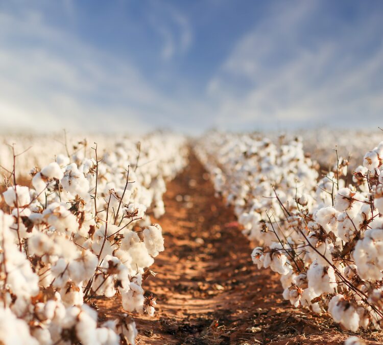How Isotopic Testing Verifies the Origin of Cotton